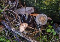 Coprinellus impatiens image