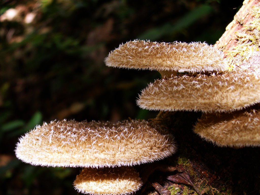 Lentinus berteroi image