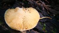 Crepidotus crocophyllus image