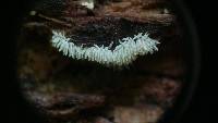 Ceratiomyxa fruticulosa var. fruticulosa image