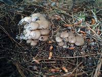 Hohenbuehelia petaloides image