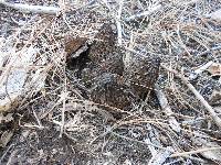 Morchella snyderi image