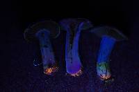 Cortinarius flavobasilis image