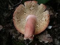 Russula rosea image