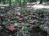 Russula rosea image