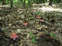 Russula rosea image