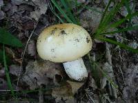 Russula maculata image