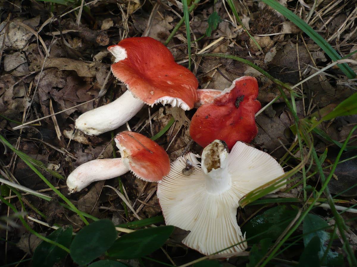 Russula persicina image