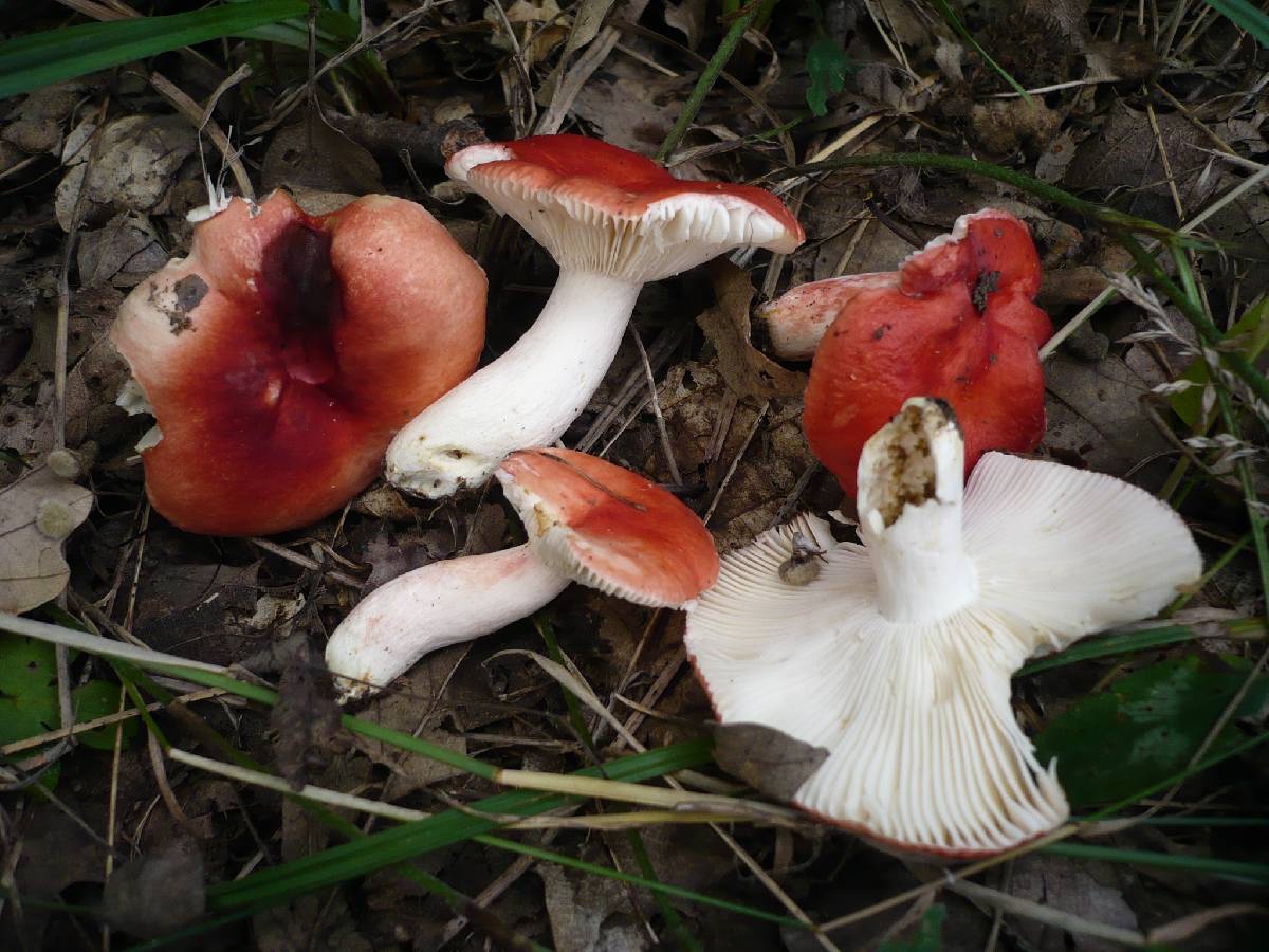 Russula persicina image