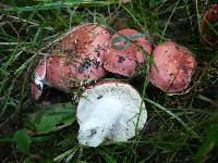 Russula pseudointegra image