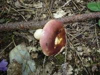 Russula purpurata image