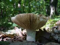 Russula rubra image