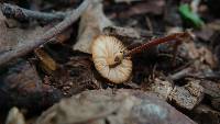 Marasmius sullivantii image