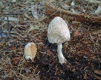 Coprinellus flocculosus image