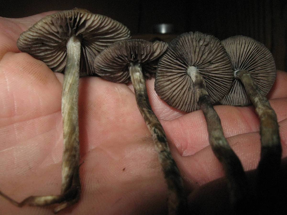 Psilocybe cyanofibrillosa image