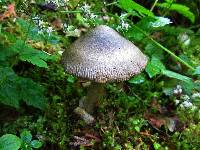 Amanita pachycolea image