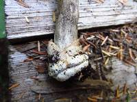 Amanita pachycolea image