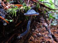 Entoloma nitidum image