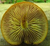 Pholiota granulosa image