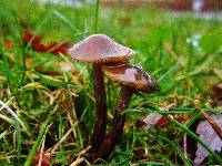 Psilocybe cyanofibrillosa image