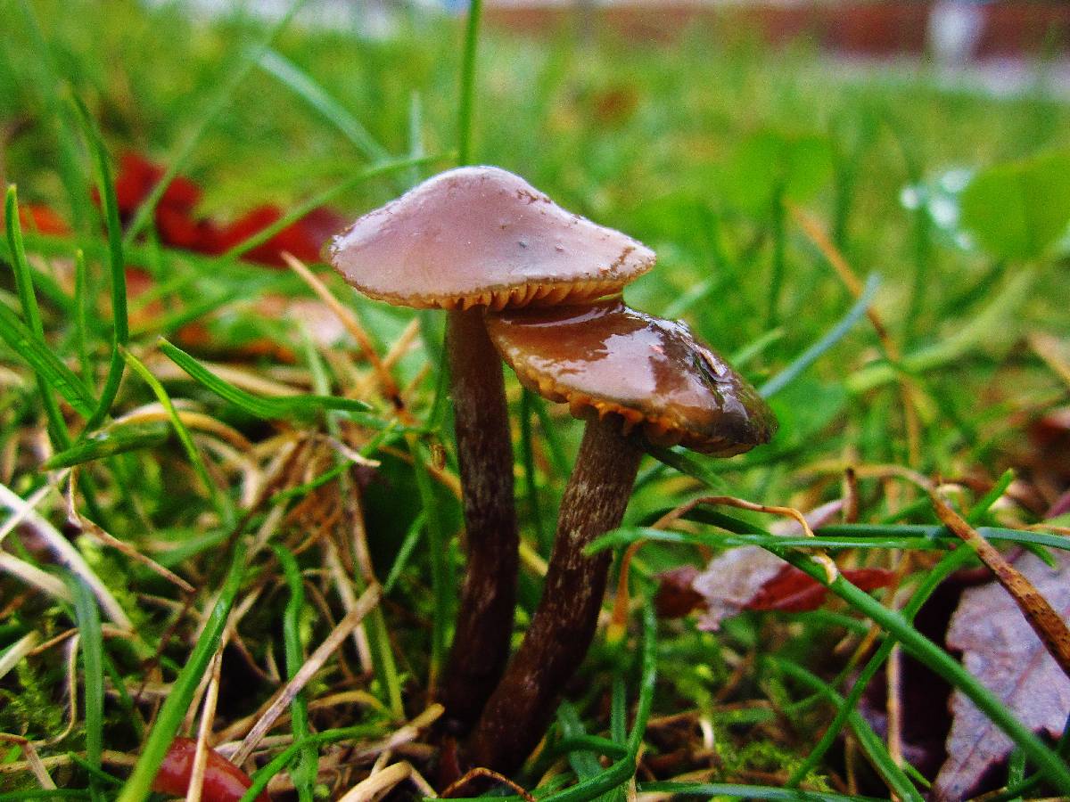 Psilocybe cyanofibrillosa image