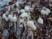 Stemonitis fusca image