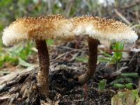 Lentinus bertieri image