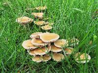 Agrocybe molesta image