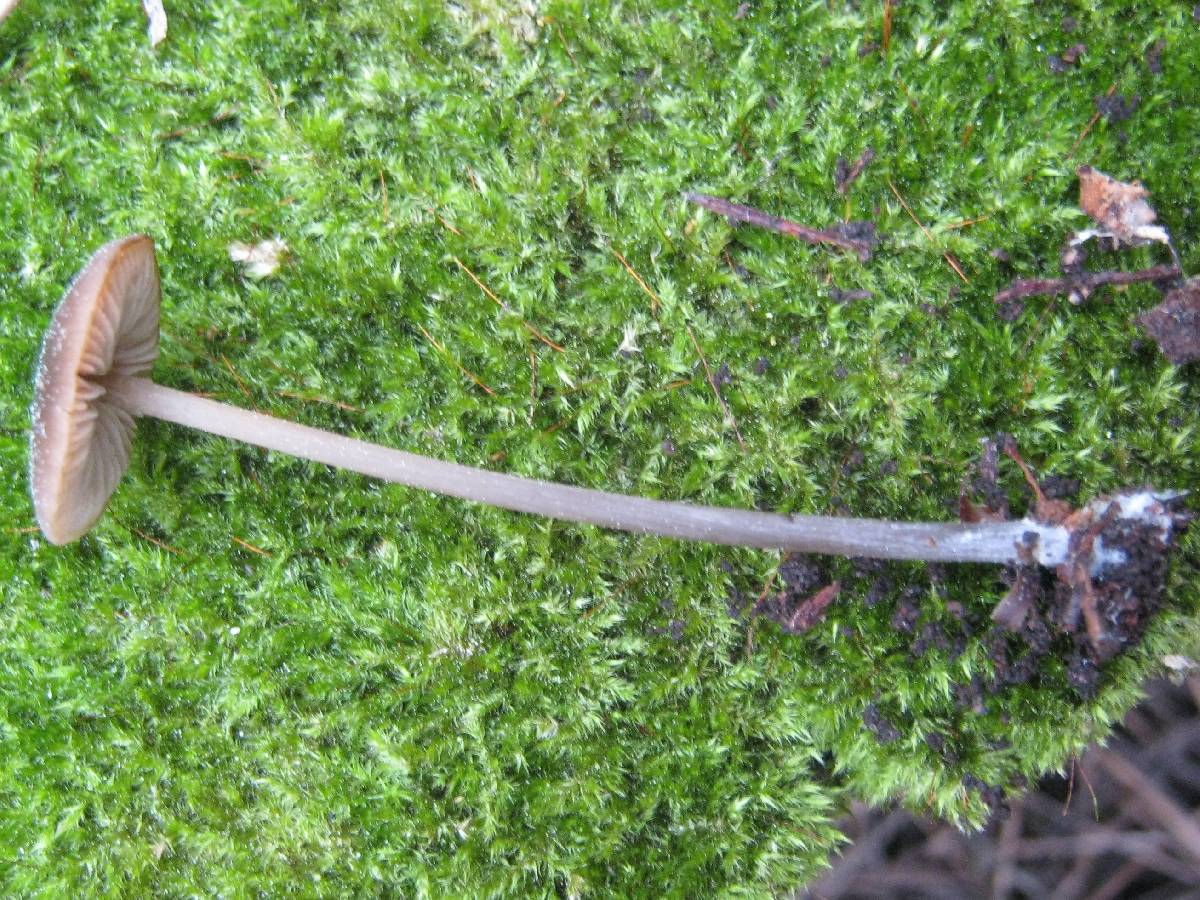 Entoloma hebes image