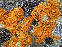 Xanthoria elegans image