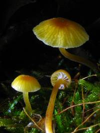 Rickenella fibula image