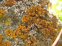 Xanthoria weberi image