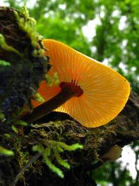 Xeromphalina tenuipes image