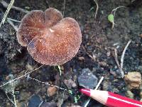 Pluteus roseipes image