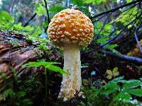 Amanita muscaria var. formosa image