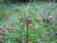 Panaeolus acuminatus image