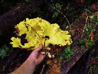 Laetiporus conifericola image