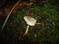 Polyporus ciliatus image