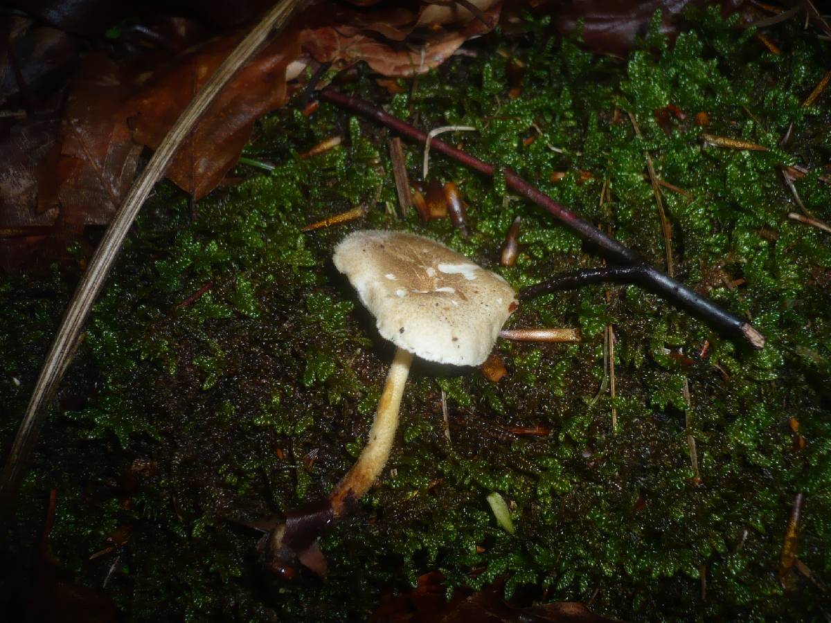Polyporus ciliatus image
