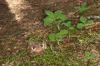 Sarcosphaera coronaria image