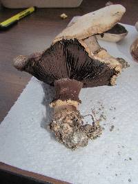 Agaricus bisporus image