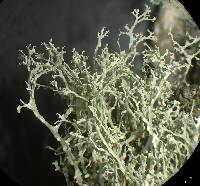 Ramalina intermedia image