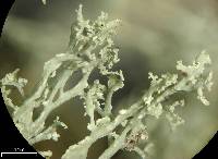 Ramalina intermedia image