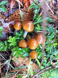 Psilocybe subaeruginosa image