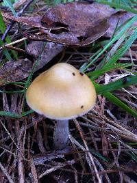 Psilocybe subaeruginosa image