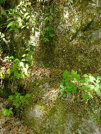 Peltigera horizontalis image