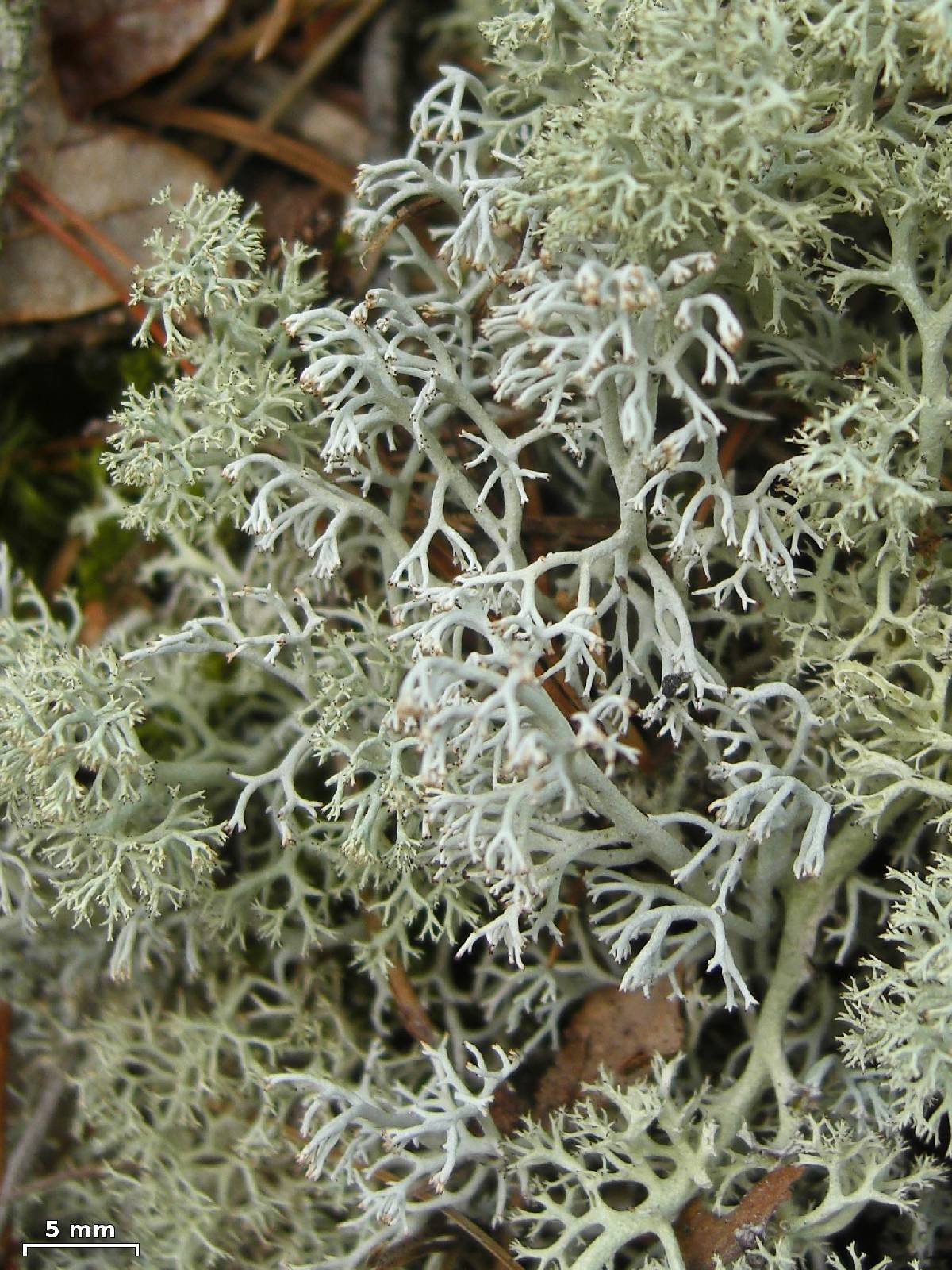 Cladina subtenuis image