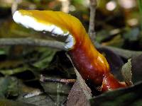 Ganoderma curtisii image