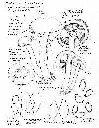 Agrocybe dura image