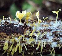 Cotylidia aurantiaca image